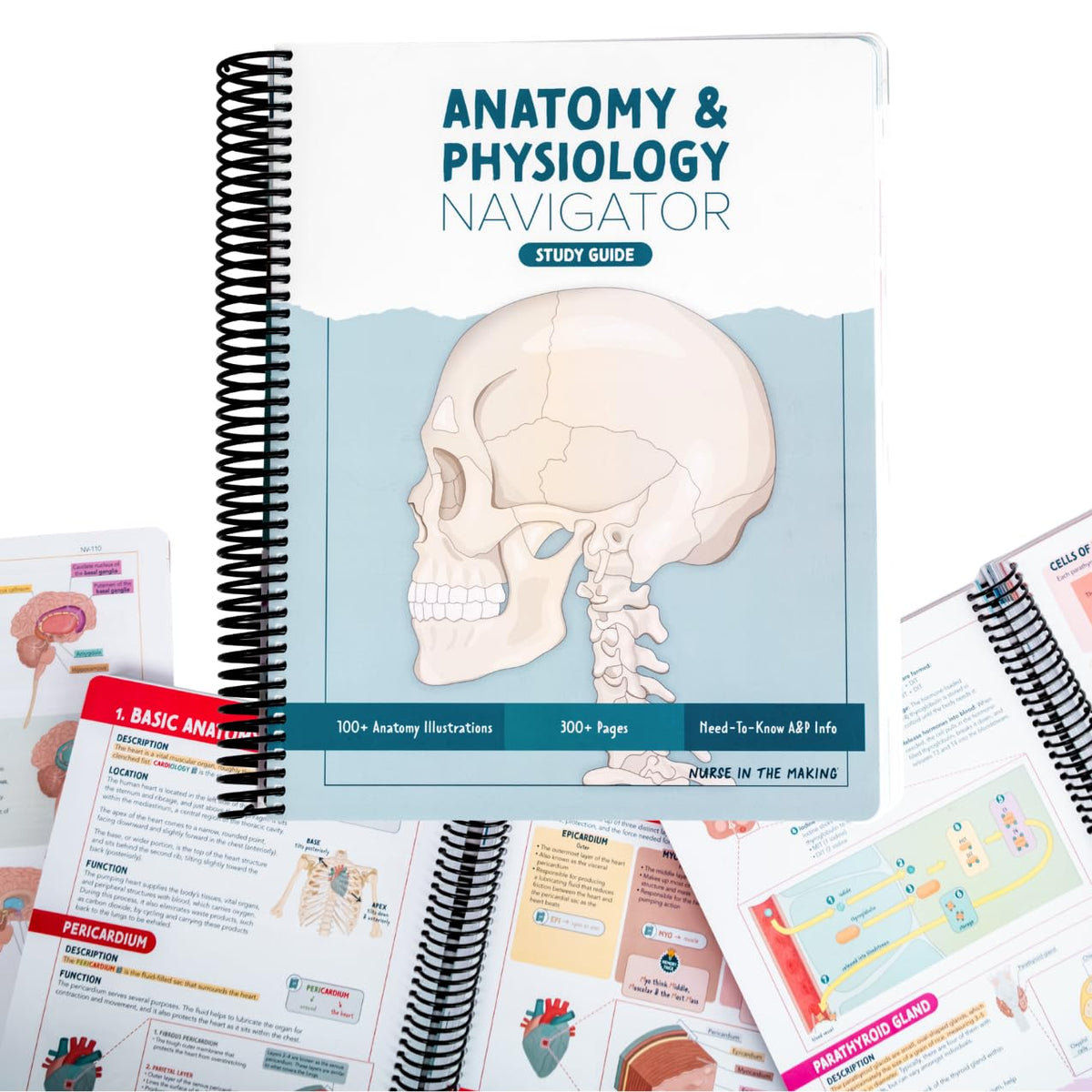 Anatomy & Physiology Navigator