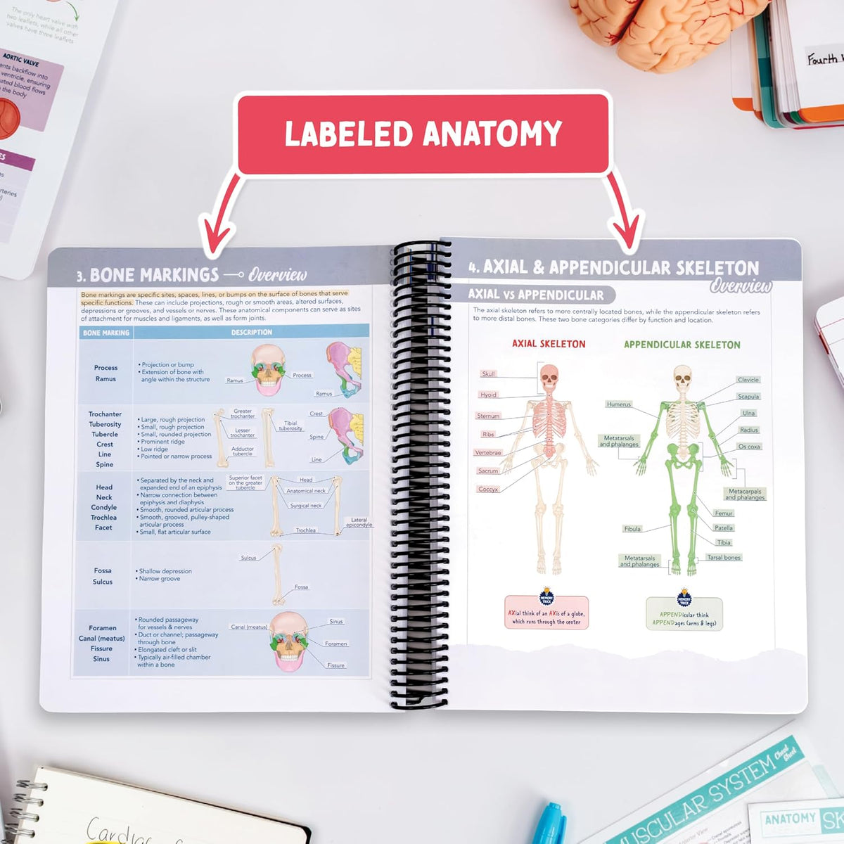 Anatomy & Physiology Navigator